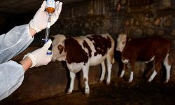 Kocaeli'de Şap Alarmı! Aşılama Başladı