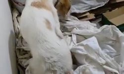 MHP'li başkan, köpeği vurdu sahibini tehdit etti