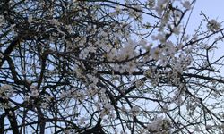 "Kocaeli’de yalancı baharın yalan çiçeği"