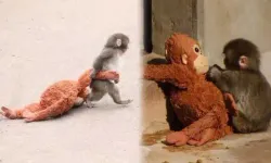 Bu Kadar Olmaz! Yavru Maymunu Dövüp Göle Attılar