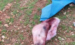 Kesilmiş At Kafası Bulundu