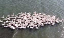 Körfezde Doğa Yeniden Canlandı: Flamingo Sayısı İkiye Katlandı
