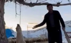 Köpeği zincirle ağaca asarak öldürdü