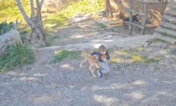 Başıboş Köpek 7 Yaşındaki Çocuğu Böyle Hastanelik Etti