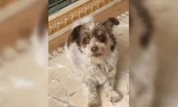 Her Yerde Aranıyor! “Tarçın” Kayıp