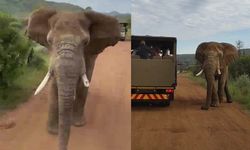 Safari Yapan Türkleri Fil Kovaladı