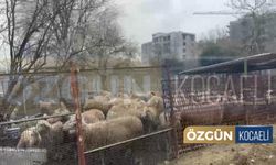 Dilovası’nda Ağıl Küle Döndü, Yüzlerce Hayvan Telef Oldu!