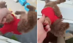 Savunmasız Canı Pencereden Salladı: ''Babası Gel Kurtar!''