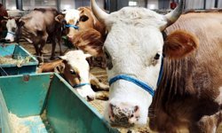 2026 Kurbanlık Fiyatları Belli Oldu