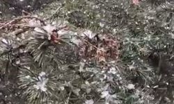 Kocaeli’de Nisan Ayında Kar Sürprizi