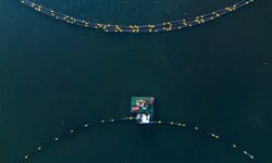 İzmit Körfezi'nin Sakinleri Çamur Temizliği Sonrası Geri Döndü