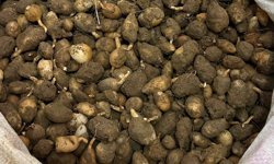 Kocaeli’de Salep Orkidesi Toplayana Rekor Ceza!