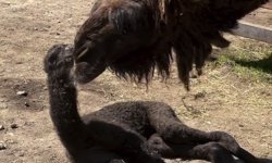 Balonlarla Kutlandı: Ormanya’da Doğan Yavru Deveye İsim Aranıyor