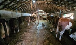 Gölcük’te Besi Çiftliğine Ceza Yağdı!