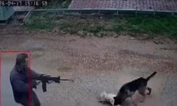 Kavga Eden Köpekleri Av Tüfeğiyle Vurdu