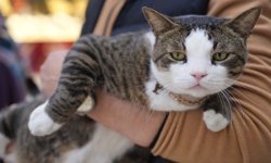 İzmit çarşısının maskotu: 10 kiloluk “Prens” ilgi odağı