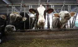 Çiftçilere müjde: Tarımsal destek ödemeleri başladı