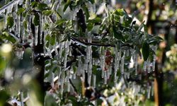 Büyükşehir’den üreticilere “zirai don” uyarısı