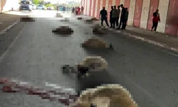 Otomobilin Çarptığı 17 Hayvan Telef Oldu!