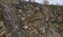 Sarp Arazide Can Pazarı: 15 Keçi ve Oğlak Böyle Kurtarıldı