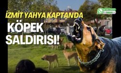 İzmit Yahya Kaptan'da Köpek Saldırısı!