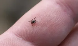 Uzmanlardan Kene Uyarısı: Yaz Gelirken Bireysel Korunma Şart