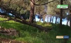 Çamtepe’de ağaçlar devrildi: Halktan acil önlem çağrısı