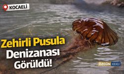 Kocaeli'de Zehirli Pusula Denizanası Görüldü!