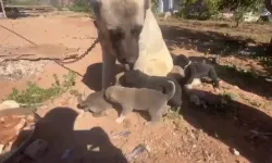 Kocaelili Hayvanseverden Şok İfşa: Yavru Köpeklere İşkence İddiası