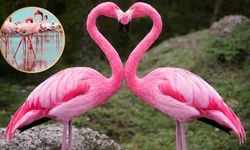 Mingoflalar Ne Demek? Mingoflalar Anlamı Nedir?