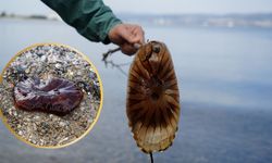 İzmit Körfezinde Bu Türü Görürseniz Sakın Dokunmayın!