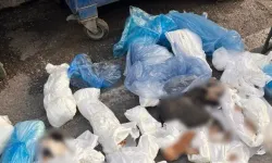 33 Kedi Ölü Bulundu: Bir Veteriner Gözaltında