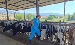 Kurban Yaklaşırken Şap Alarmı: 17 Mahalle Karantinada