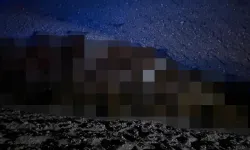 Arı Saldırısı Felakete Dönüştü: 400 Koyun Telef Oldu