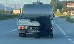 Kurbanlık Hayvanı Araçtan Sarkıtarak Taşıdı