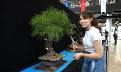Kocaeli’de Bonsai Sanatı! Eserler 1 Milyon TL Değerinde