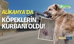 Alikahya'da Köpeklerin Kurbanı Oldu!