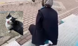 Kediye Kimyasal Sıkan Kadın Adli Kontrolle Serbest