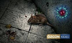 İzmit'in Göbeğinde Fareler Cirit Atıyor!