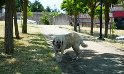 KOÜ'de Sahipsiz Köpek Tedirginliği Sürüyor