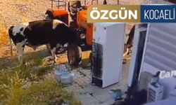 Tosun Traktörü Çalıştırıp Kaza Yaptı
