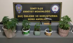 İzmit’te Evini Kenevir Serasına Çevirdi!
