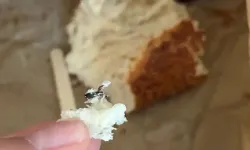 Çayırova'da Vatandaşın Simitinden Böcek Çıktı