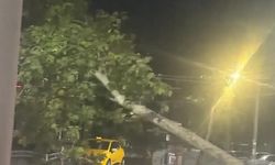 İzmit'te Gece Yarısı Tramvay Hattına Dev Dal Düştü