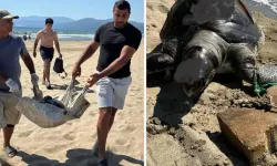 Ekosistem Suikasti! Kaplumbağaya Parke Taşı Bağladılar