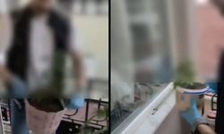 İzmit'te Saksıdaki Kenevire Polis Baskını