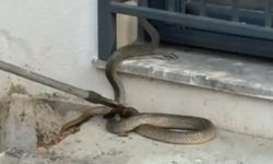 Kartepe’de Mahalleliyi Ayağa Kaldıran Yılan