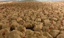 Tavukçulara kayyum kararı geniş ölçüde kaldırıldı