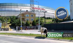 İnekler Süper Lig yolunda