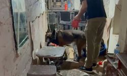 Evde Bonzai Üretimine Polis Baskını